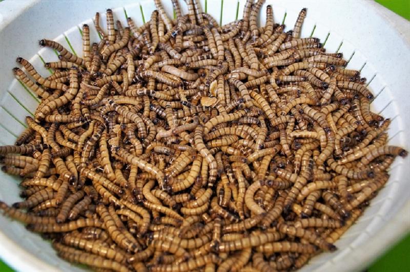 B olie Indiener dief Larven en meelwormen veilig als voeringrediënt - Melkveebedrijf.nl