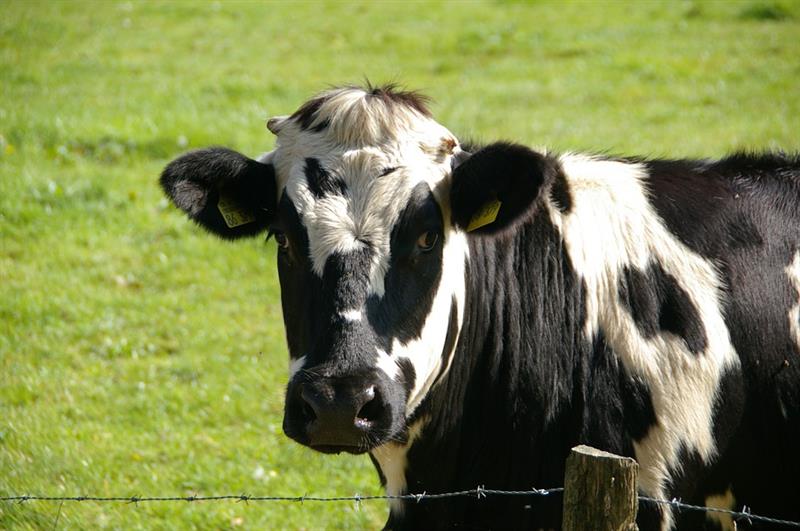 Garantieprijs augustus 2020 FrieslandCampina stijgt