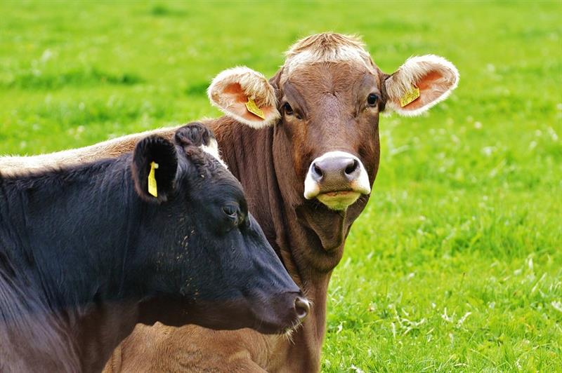 daling aantal melkveebedrijven Nederland