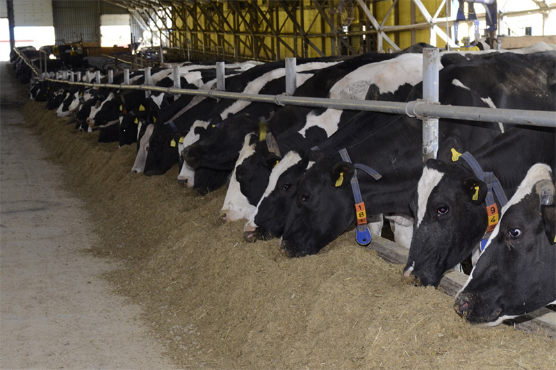 LNV zet melkveehouders in onmogelijke positie met voermaatregel