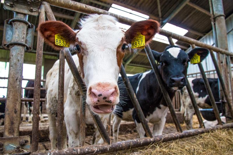 Agro-Vertrouwensindex: Melkveehouders verwachten verbetering