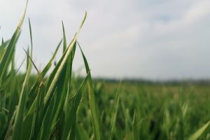 Grasland in de melkveehouderij