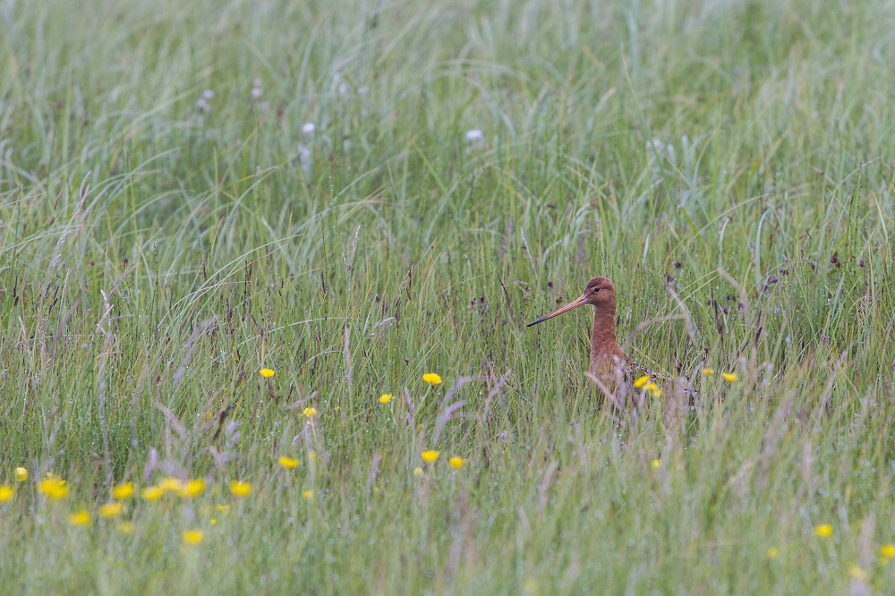 Positieve bijdrage van weidegang aan weidevogels wordt onderzocht