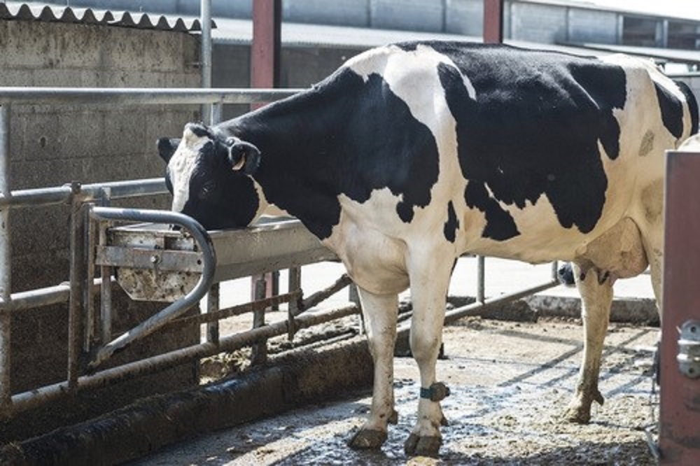 Ernstige E. coli mastitis? Halveer de schade!