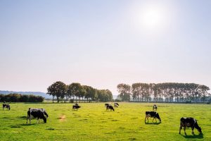 Stap dichterbij een nieuw meetsysteem voor koolstofvastlegging in de melkveehouderij