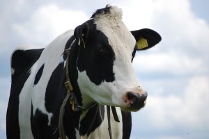 Videokeuring bedrijfscollecties voor de Holland Holstein sHow 2020