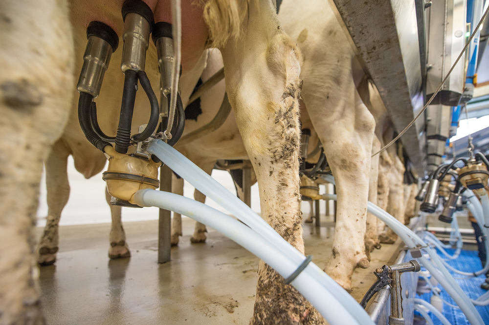 Plussen op duurzaamheid: De melk-voertabel onder de loep