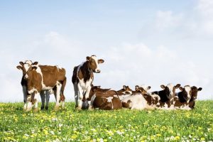 Biologische RvS koe in de wei niet altijd extra stikstofuitstoot