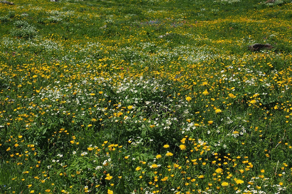 Grootschalige actie voor 1001 hectare kruidenrijk grasland in 2021