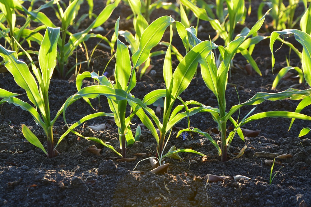 Zo min mogelijk bodemverdichting bij het planten van maïs: hoe werkt dat?