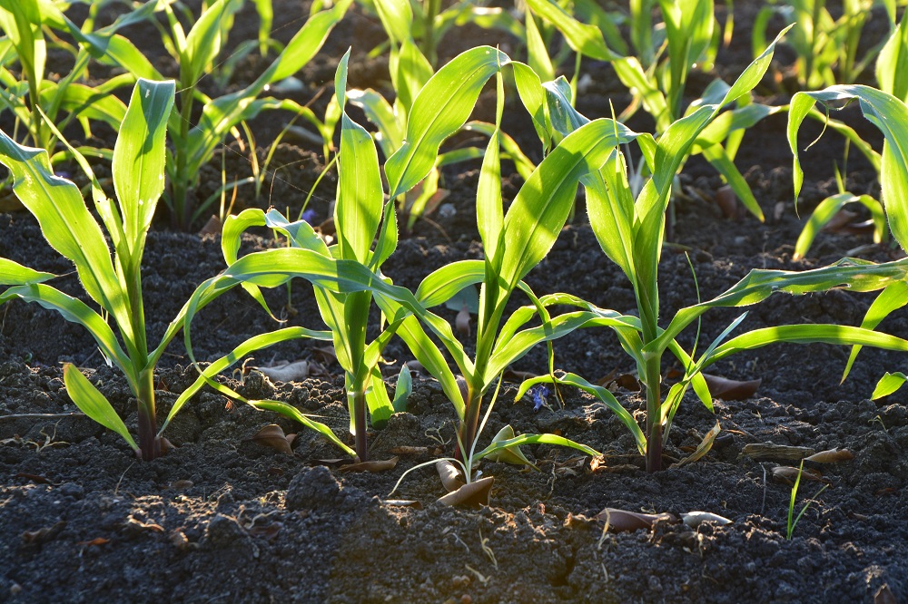 Caring Farmers wint prijs Duurzame Dinsdag