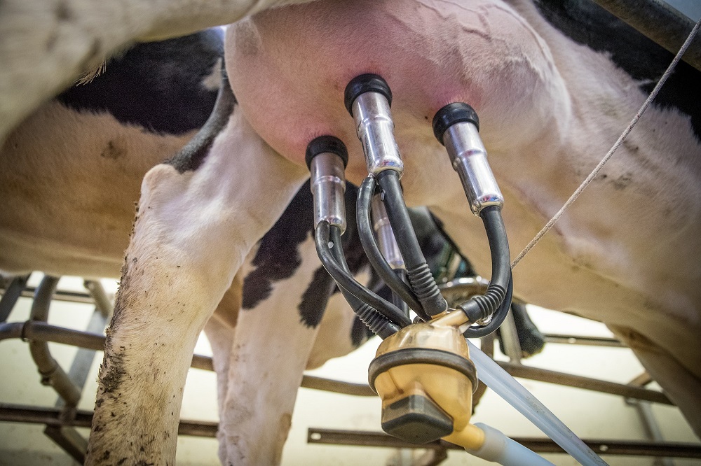 Vaarzen met een verlengde lactatie geven evenveel melk