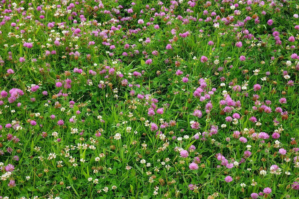 Natuurinclusief boeren met de KringloopWijzer