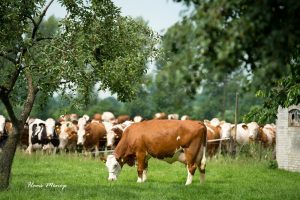 Verkoop stikstofruimte alleen onder duidelijke voorwaarden