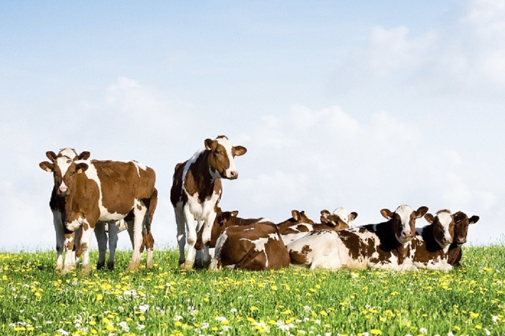 Vakbonden steunen hoofdlijnen Nieuwkoopse aanpak in stikstof-impasse