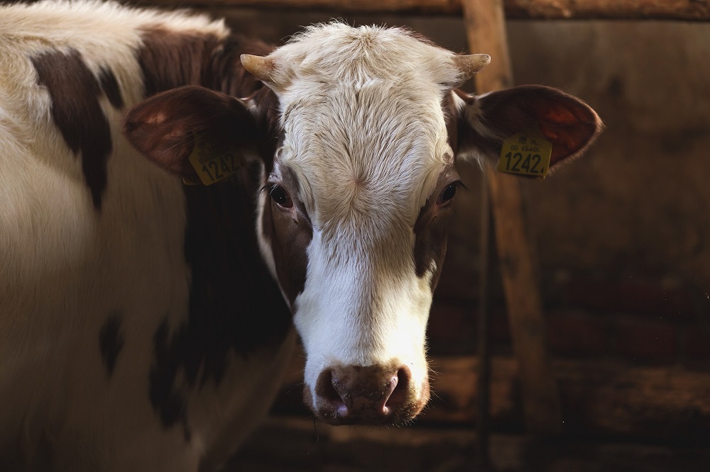 ZLTO gaat integraal aan de slag met verduurzaming melkrundveehouderij