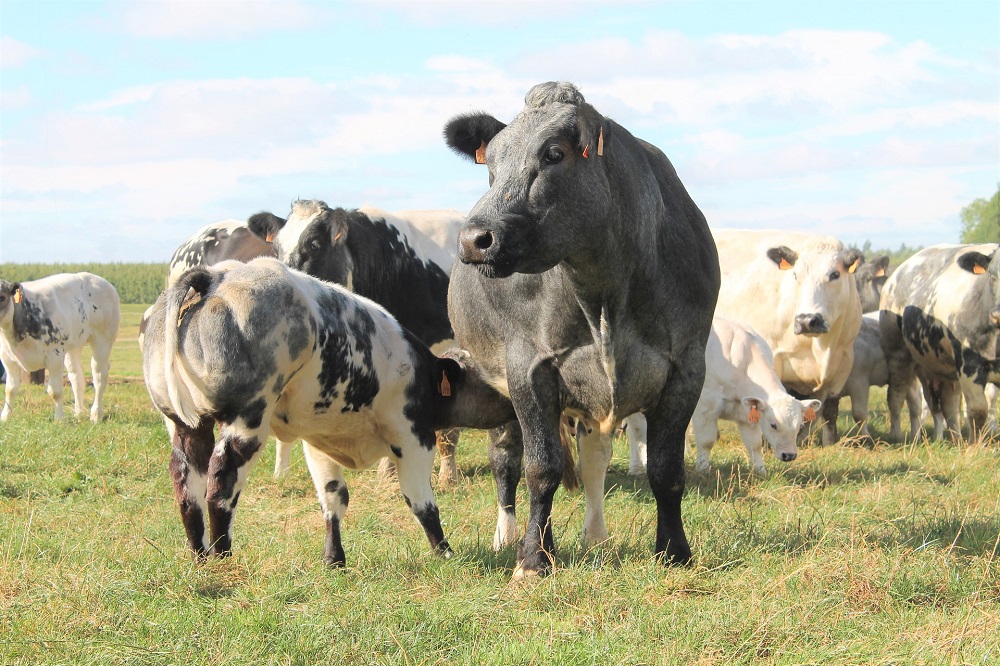 Antibioticagebruik op melkveebedrijven stabiel, flinke daling bij vleesvee