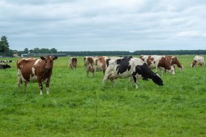 Waarom een krimp van de veestapel niet de oplossing is