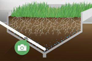 Nieuw onderzoek: Diepe wortels bestrijden droogte