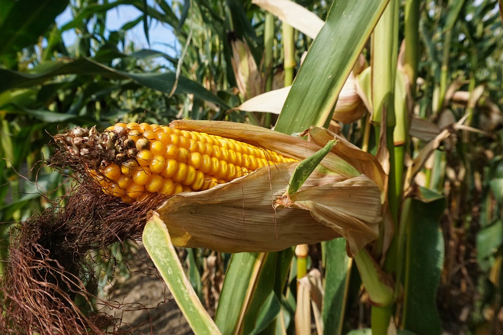 Organische stof toevoegen na de teelt van maïs