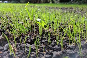 DLF Seeds Group: Ondanks corona toch recordomzet