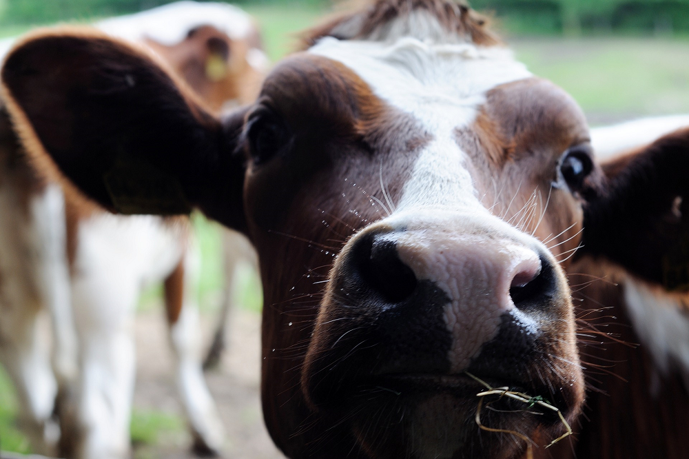 LTO vraagt melkveehouders om mee te denken in stikstofdossier