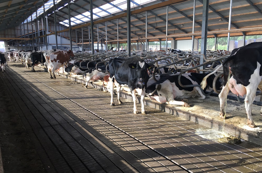 Minder drijfmestsystemen bij nieuwbouw melkveestallen