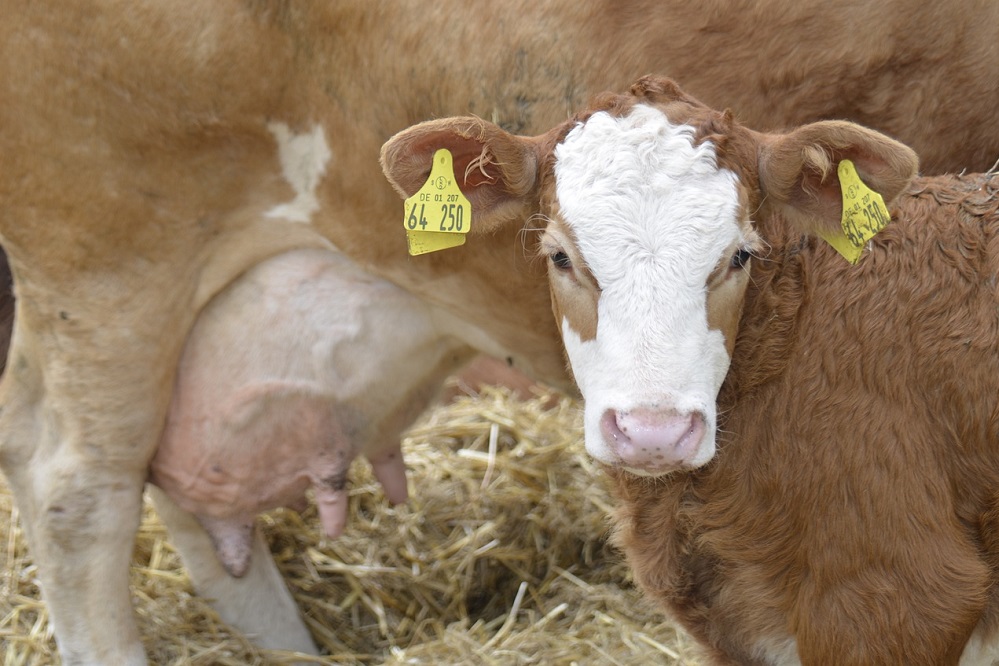 Koper- en zinkchelaten spray (Micraderm) effectief tegen uiersmet