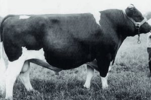 Eerste Holsteinstier