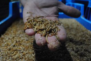 Nederland vergroot productie van nieuwe en plantaardige eiwitten