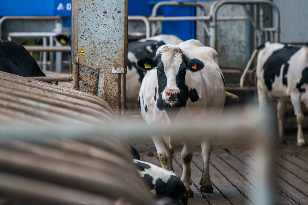 ammoniakreductie melkveehouders nederland en vlaanderen
