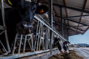 “Samen aan de slag om klauwgezondheid op de melkveebedrijven te verbeteren”