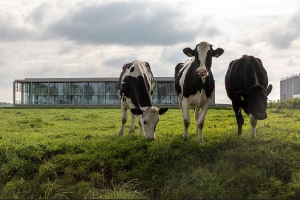 Weidegang blijft speerpunt bij CONO