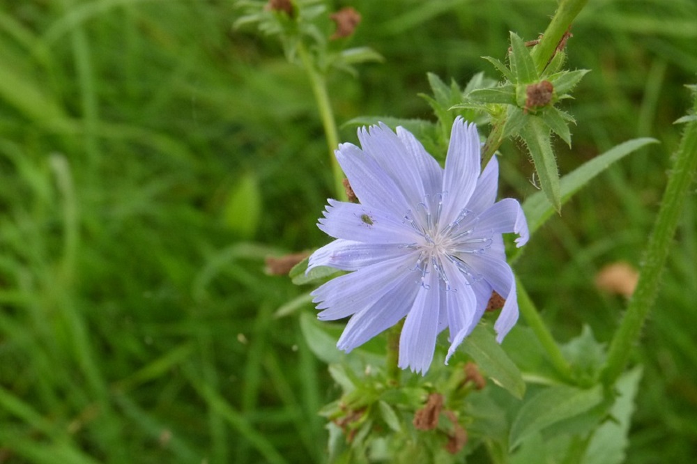 Koeien & Kansen veehouders hebben oog voor biodiversiteit