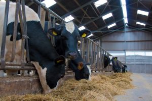 Veevoer additief remt methaanemissie met 27% tot 40%