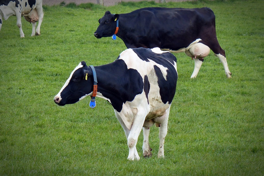 A-ware wil melkpoedertorens FrieslandCampina overnemen