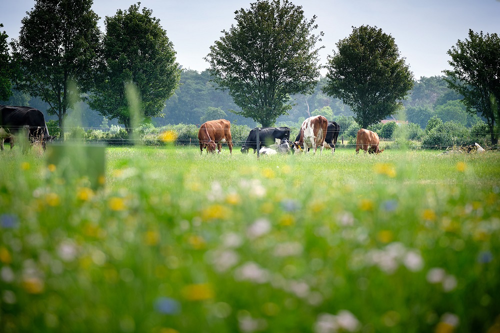 Wetenschap en boeren slaan handen ineen rond De Marke