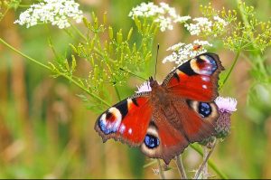 Aanbevelingen voor landbouwinclusieve natuur