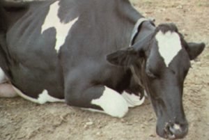 Halveer de schade van ernstige E. coli mastitis!