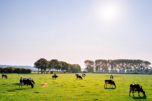 Vierhonderd uur meer weidegang is economisch interessant