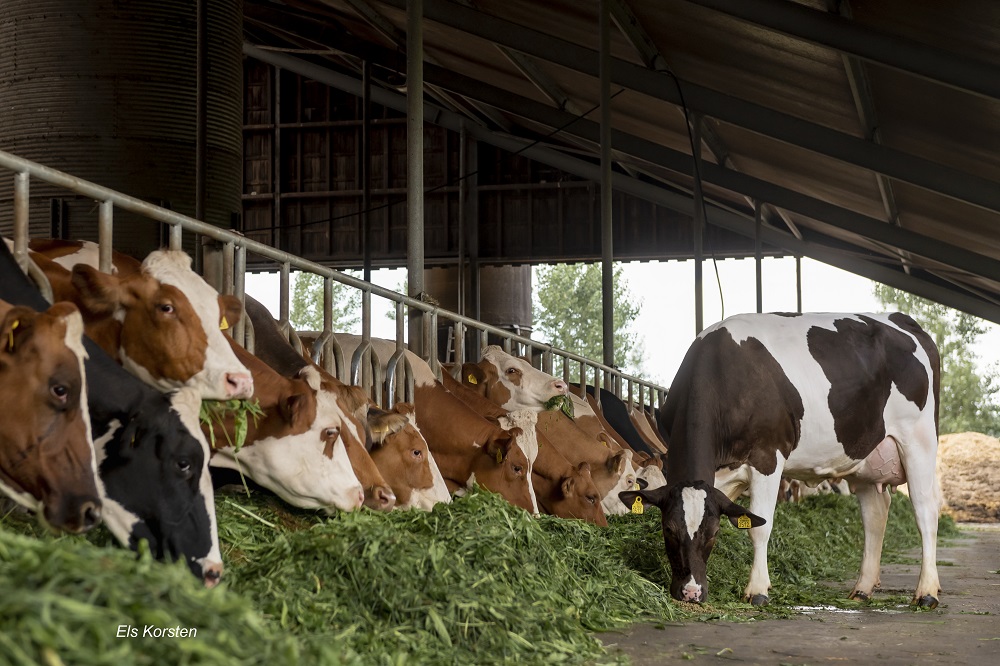 Crossbreeding: Kruisen met één, twee, drie of vier rassen?