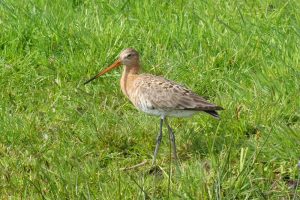 Subsidie voor behoud weidevogelgebieden