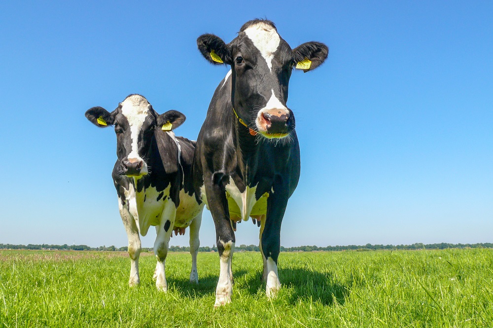 Meer dan 30 aanmeldingen voor Dutch Dairy Challenge