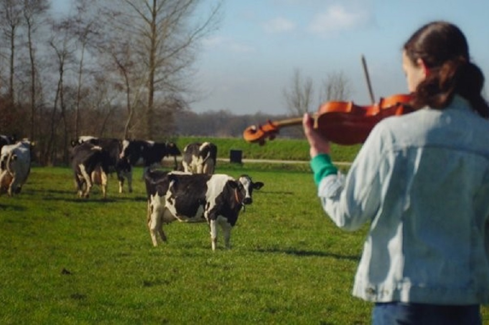 Video: 13-jarig viooltalent begeleidt het Koeienballet