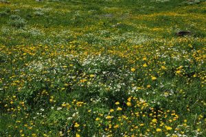 Gelderland, Groningen en Utrecht krijgen meer kruidenrijk grasland