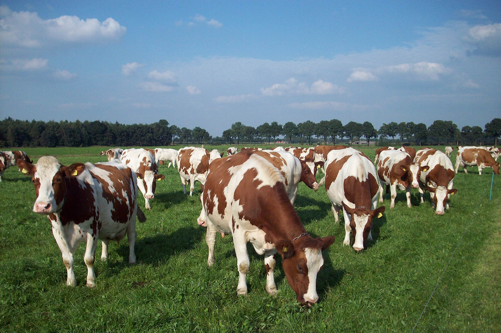 ForageMax weidemengsels vernieuwd