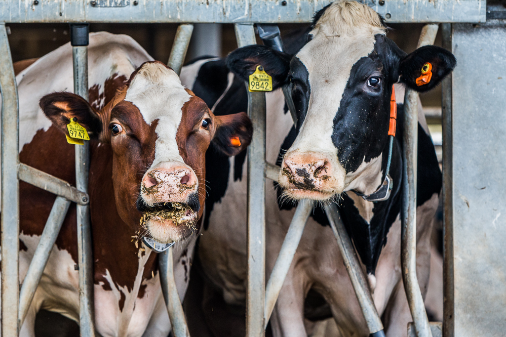 IBR-besmetting ontdekt op de grens van Duitsland