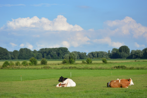 Verder onderzoek naar stikstof, broeikasgassen en biodiversiteit