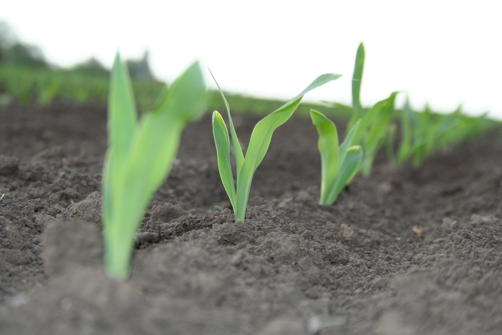 Mogelijkheden om jonge maisplanten te beschermen in de eerste groeifase
