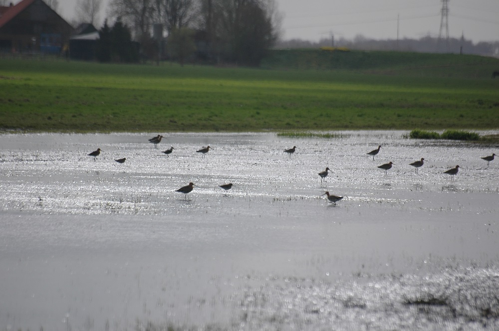 Overijsselse boeren verbeteren het leefgebied van weidevogels